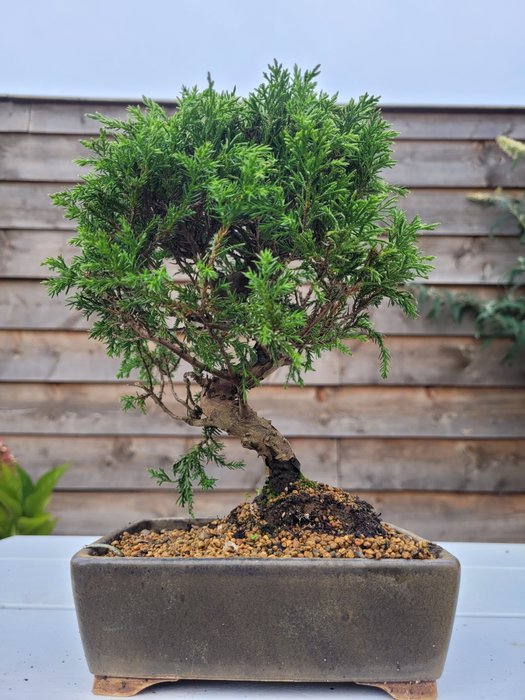 juniperus chinensis itoigawa shohin bonsai - Højde (Træ): 21 cm - Dybde (Træ): 17 cm - Japan