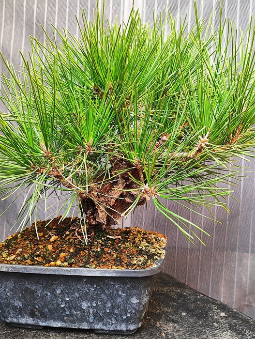 Bonsai Pinus Thumbergi Var. kortikosteroid - Højde (Træ): 22 cm - Dybde (Træ): 28 cm - Japan