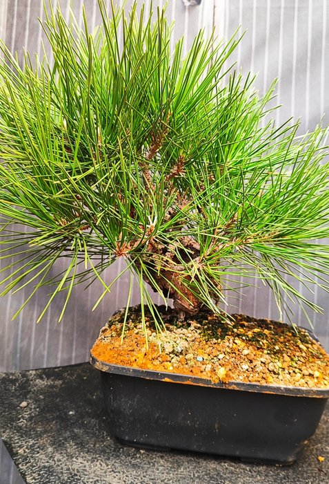 Bonsai Pinus Thumbergi Var. kortikosteroid - Højde (Træ): 22 cm - Dybde (Træ): 28 cm - Japan