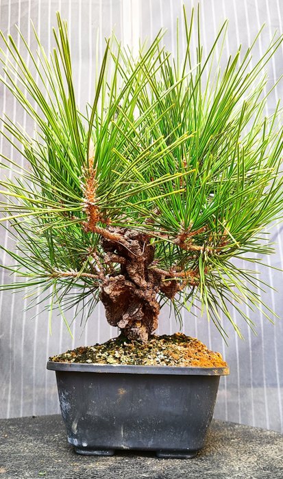 Bonsai Pinus Thumbergi Var. kortikosteroid - Højde (Træ): 22 cm - Dybde (Træ): 28 cm - Japan