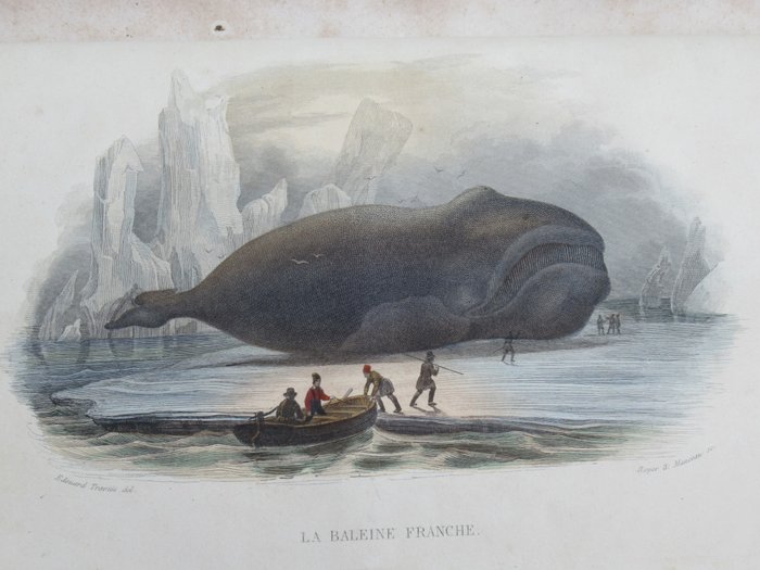 Lacepede - Les Cétacés les Quadrupèdes ovipares Les Serpents et les Poissons - 1847