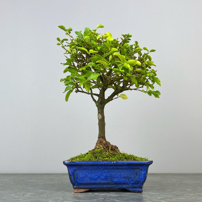 Liguster bonsai (Ligustrum) - Højde (Træ): 27 cm - Dybde (Træ): 22 cm - Spanien