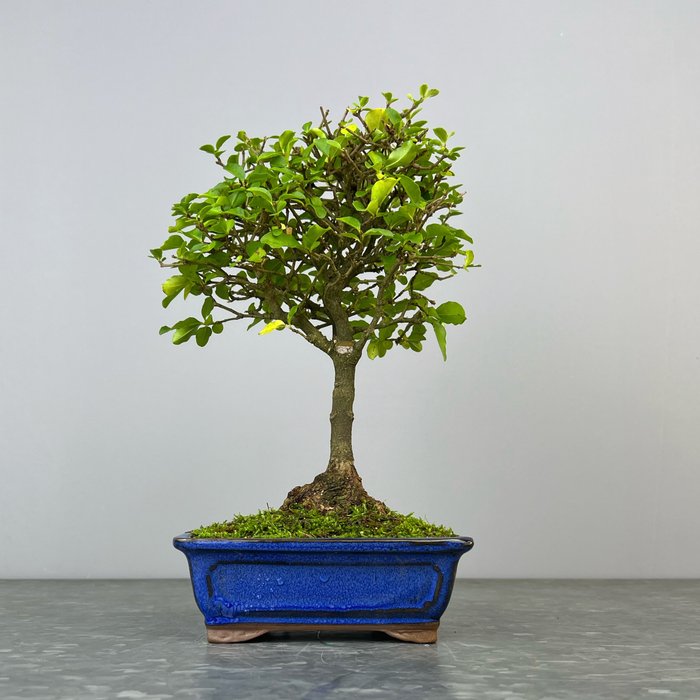 Liguster bonsai (Ligustrum) - Højde (Træ): 27 cm - Dybde (Træ): 22 cm - Spanien