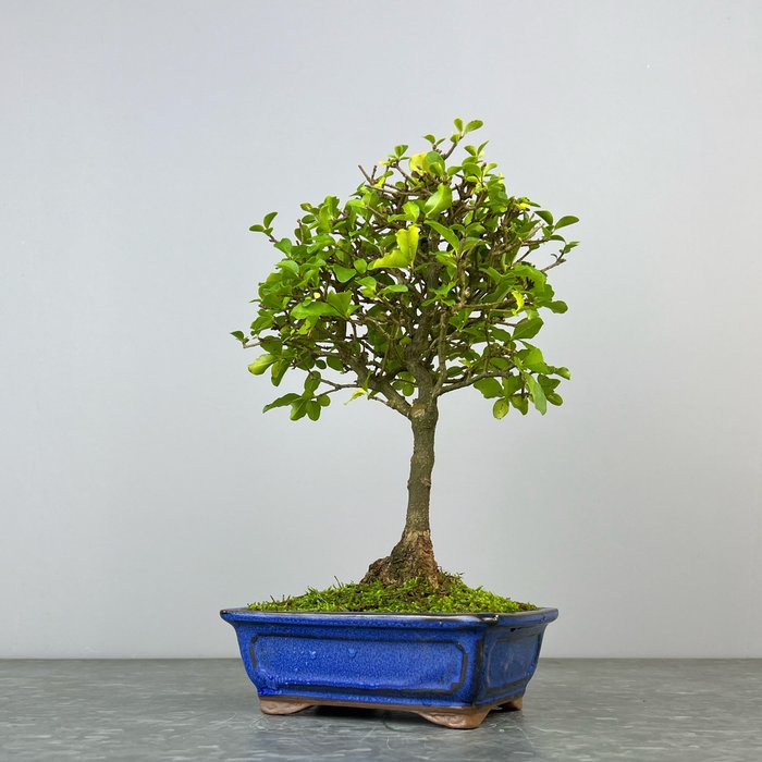 Liguster bonsai (Ligustrum) - Højde (Træ): 27 cm - Dybde (Træ): 22 cm - Spanien