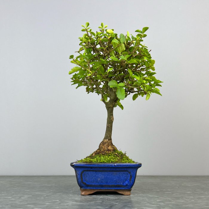 Liguster bonsai (Ligustrum) - Højde (Træ): 27 cm - Dybde (Træ): 22 cm - Spanien