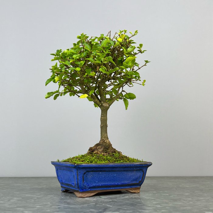 Liguster bonsai (Ligustrum) - Højde (Træ): 27 cm - Dybde (Træ): 22 cm - Spanien