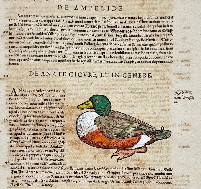 Conrad Gesner (1516-1565) - Historia animalium - Hand-coloured Woodcut - Northern Shoveler - Anas clypeata - 1617\t