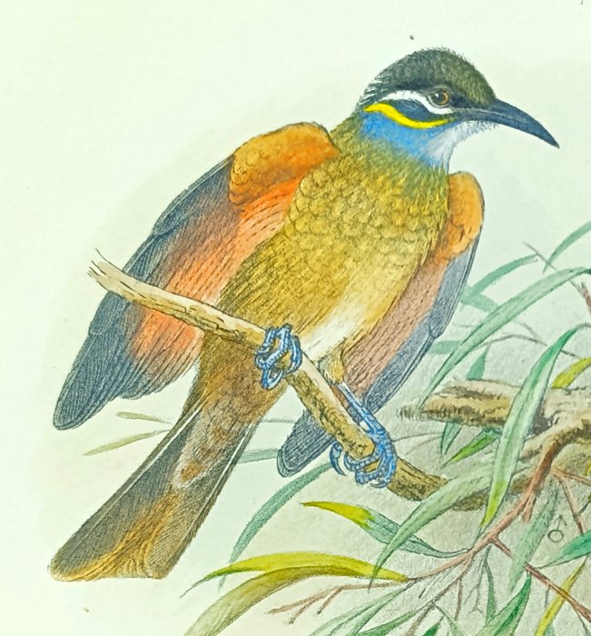 Henrik Grønvold - Ornithological prints with Original Antique Watercolouring Merops Bee Eaters, Wren, Wag Tail (set of - 1891-1905