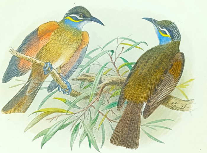 Henrik Grønvold - Ornithological prints with Original Antique Watercolouring Merops Bee Eaters, Wren, Wag Tail (set of - 1891-1905