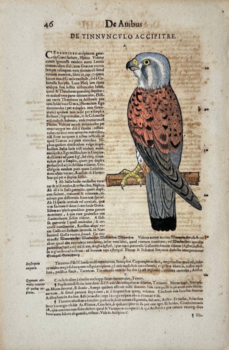 Conrad Gessner (1516-1565) - Hand coloured woodcut - Common kestrel - Falco tinnunculus - 1617