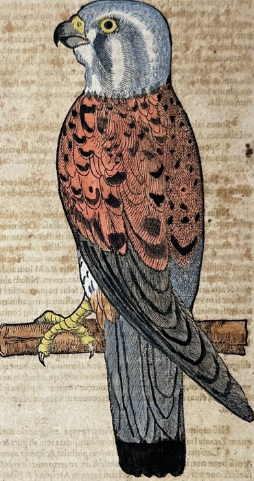 Conrad Gessner (1516-1565) - Hand coloured woodcut - Common kestrel - Falco tinnunculus - 1617