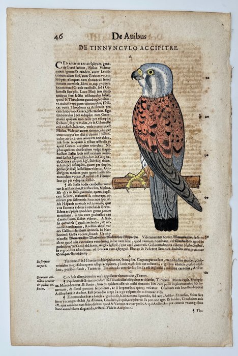 Conrad Gessner (1516-1565) - Hand coloured woodcut - Common kestrel - Falco tinnunculus - 1617