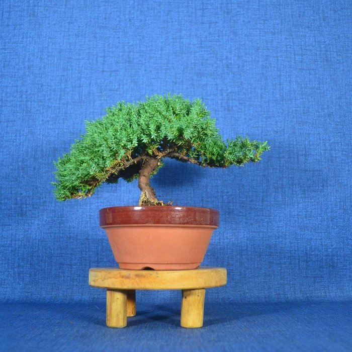 Enebærtræs bonsai (Juniperus) - Højde (Træ): 13 cm - Dybde (Træ): 23 cm - Spanien