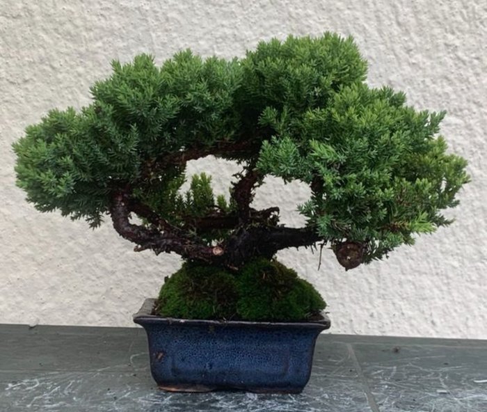 Enebærtræs bonsai (Juniperus) - Højde (Træ): 20 cm - Dybde (Træ): 28 cm - Japan