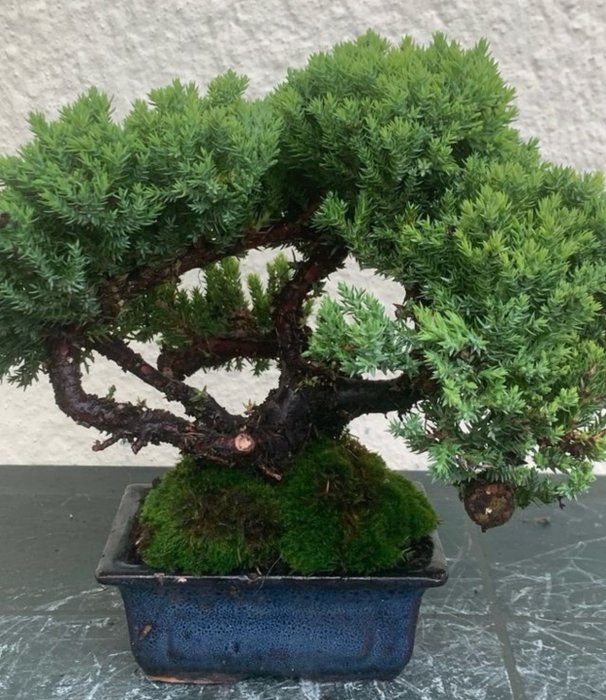 Enebærtræs bonsai (Juniperus) - Højde (Træ): 20 cm - Dybde (Træ): 28 cm - Japan