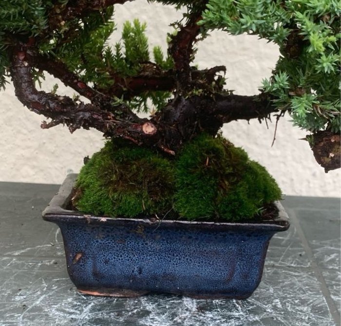 Enebærtræs bonsai (Juniperus) - Højde (Træ): 20 cm - Dybde (Træ): 28 cm - Japan