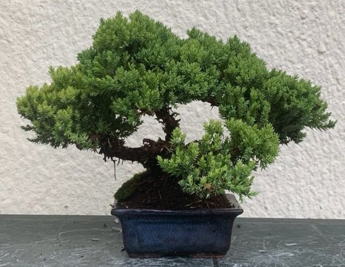 Enebærtræs bonsai (Juniperus) - Højde (Træ): 20 cm - Dybde (Træ): 28 cm - Japan