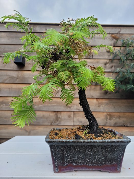 Kyst/Daggry rødtræs bonsai (Sequoia) - Højde (Træ): 28 cm - Dybde (Træ): 27 cm - Holland