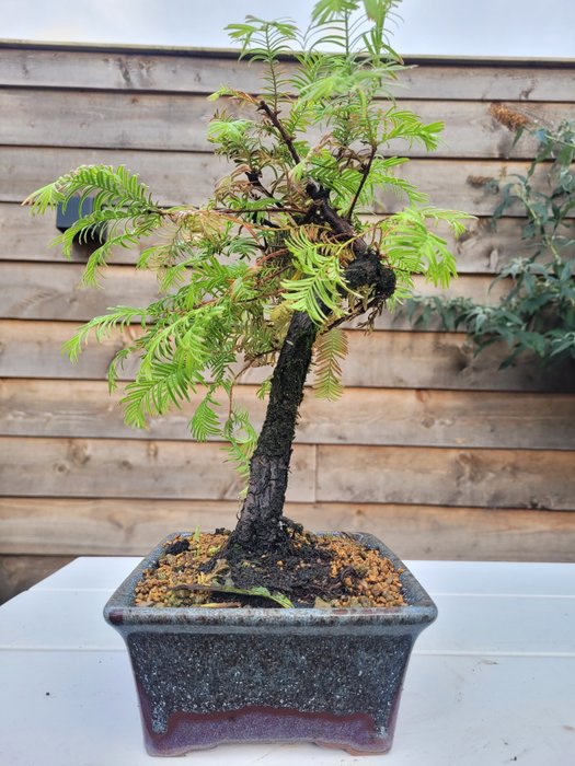 Kyst/Daggry rødtræs bonsai (Sequoia) - Højde (Træ): 28 cm - Dybde (Træ): 27 cm - Holland