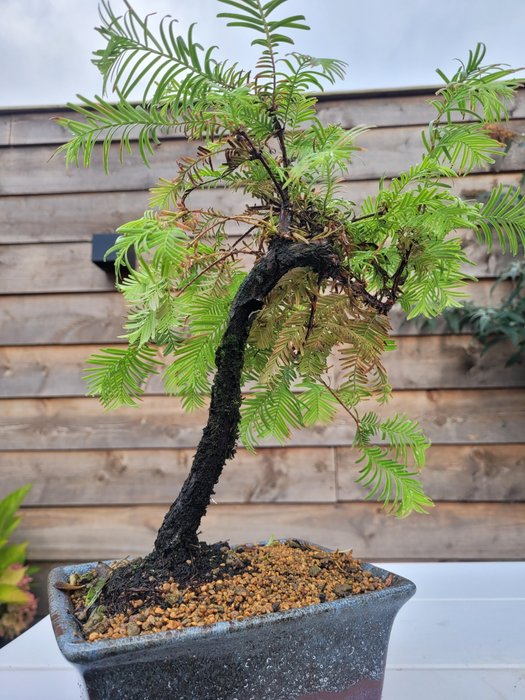 Kyst/Daggry rødtræs bonsai (Sequoia) - Højde (Træ): 28 cm - Dybde (Træ): 27 cm - Holland