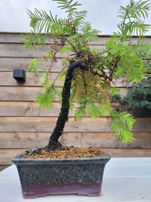 Kyst/Daggry rødtræs bonsai (Sequoia) - Højde (Træ): 28 cm - Dybde (Træ): 27 cm - Holland