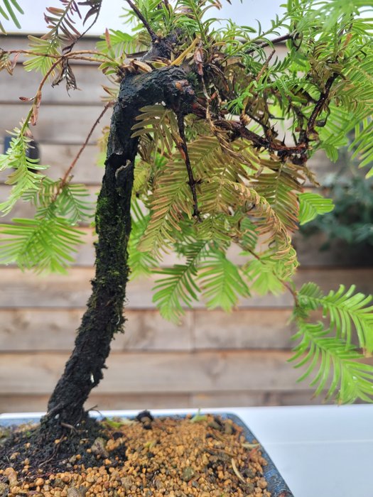 Kyst/Daggry rødtræs bonsai (Sequoia) - Højde (Træ): 28 cm - Dybde (Træ): 27 cm - Holland