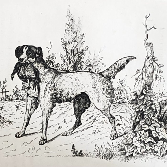 Signed; Henri Mangeot - Traité du fusil de chasse et moyens d'en améliorer la portée le fini et la durée - 1851