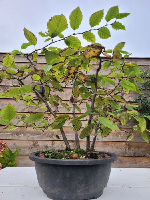 Bøgetræs bonsai (Fagus) - Højde (Træ): 40 cm - Dybde (Træ): 40 cm - Holland