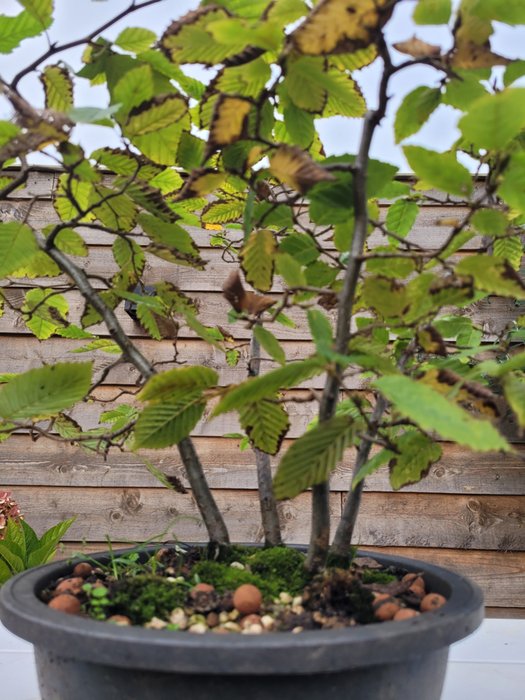 Bøgetræs bonsai (Fagus) - Højde (Træ): 40 cm - Dybde (Træ): 40 cm - Holland