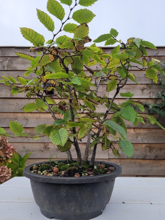 Bøgetræs bonsai (Fagus) - Højde (Træ): 40 cm - Dybde (Træ): 40 cm - Holland