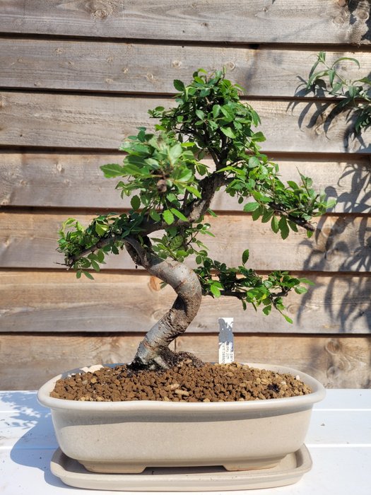 Kinesisk elm bonsai (Ulmus parviflora) - Højde (Træ): 28 cm - Dybde (Træ): 26 cm - Holland