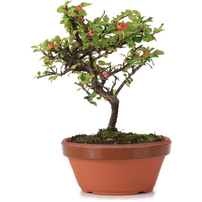 Cotoneaster bonsai - Højde (Træ): 150 mm - Dybde (Træ): 150 mm - Japan - med træ/plante  pas