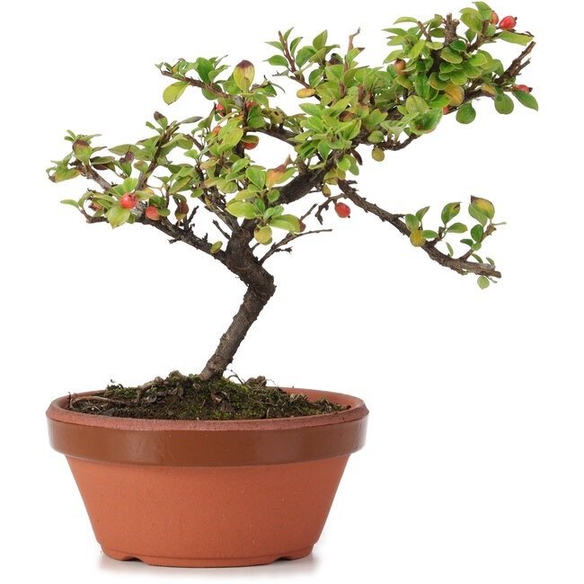 Cotoneaster bonsai - Højde (Træ): 150 mm - Dybde (Træ): 150 mm - Japan - med træ/plante  pas