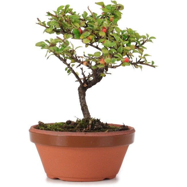 Cotoneaster bonsai - Højde (Træ): 150 mm - Dybde (Træ): 150 mm - Japan - med træ/plante  pas