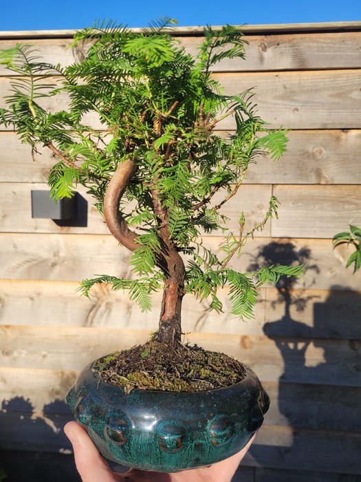 Kyst/Daggry rødtræs bonsai (Sequoia) - Højde (Træ): 27 cm - Dybde (Træ): 24 cm - Holland