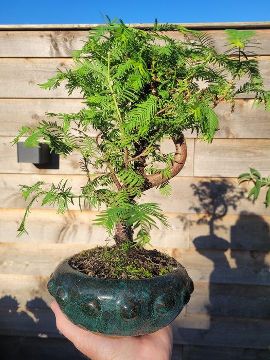 Kyst/Daggry rødtræs bonsai (Sequoia) - Højde (Træ): 27 cm - Dybde (Træ): 24 cm - Holland