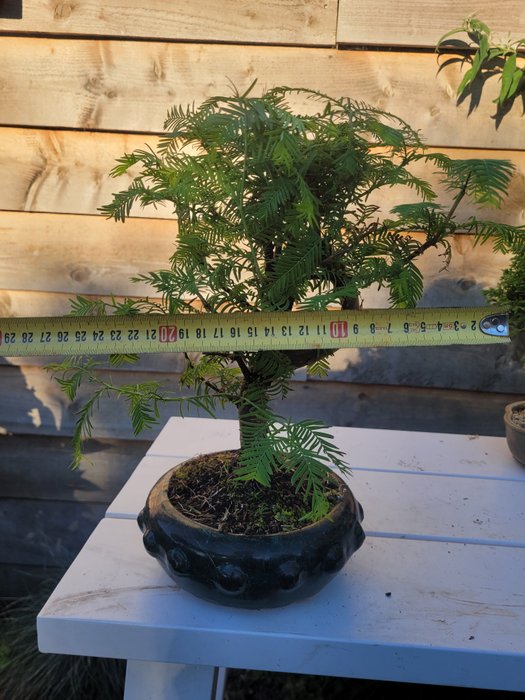 Kyst/Daggry rødtræs bonsai (Sequoia) - Højde (Træ): 27 cm - Dybde (Træ): 24 cm - Holland