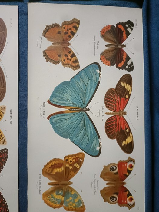 F.Courtin - Éléments de l'histoire naturelle des papillons 10 planches dessinés par F. Courtin 1860