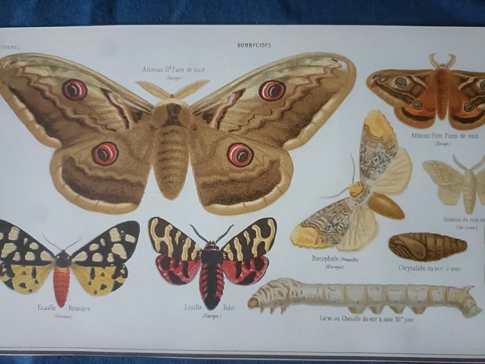 F.Courtin - Éléments de l'histoire naturelle des papillons 10 planches dessinés par F. Courtin 1860