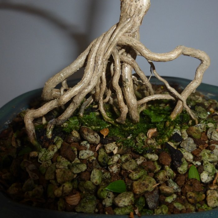 Snerose bonsai (Serissa foetida) - Højde (Træ): 38 cm - Dybde (Træ): 20 cm - Holland