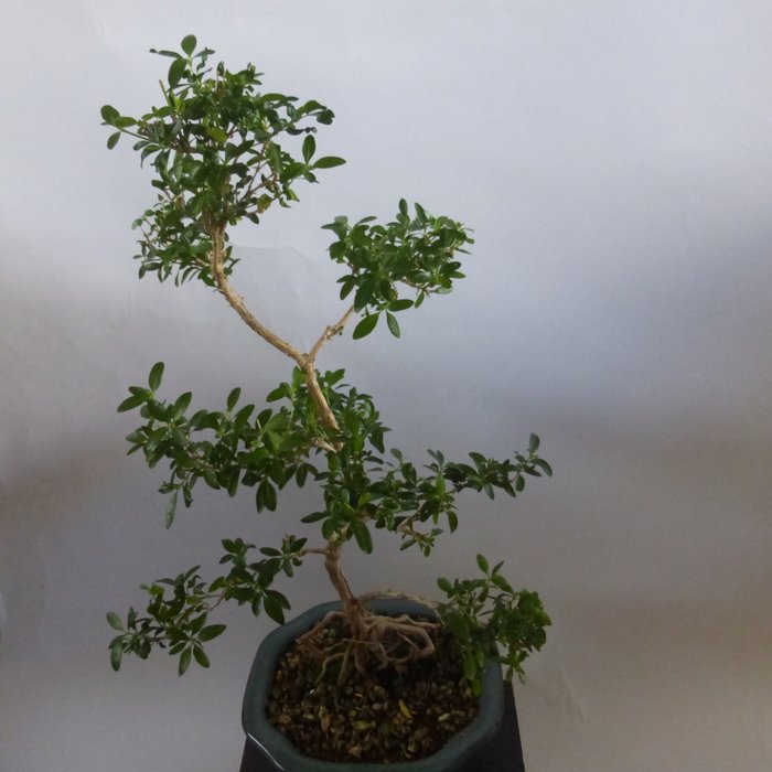 Snerose bonsai (Serissa foetida) - Højde (Træ): 38 cm - Dybde (Træ): 20 cm - Holland