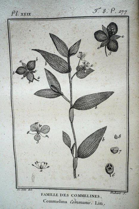 C. F. Brisseau-Mirbel - Histoire naturelle générale et particulière des plantes - 1802