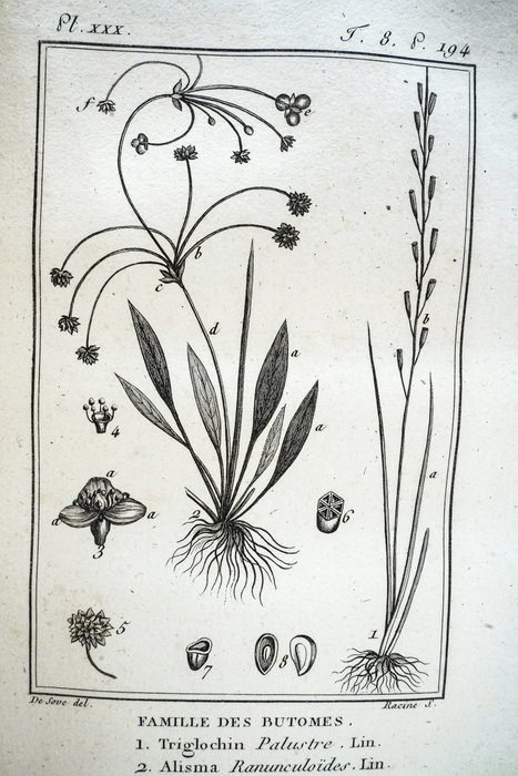 C. F. Brisseau-Mirbel - Histoire naturelle générale et particulière des plantes - 1802