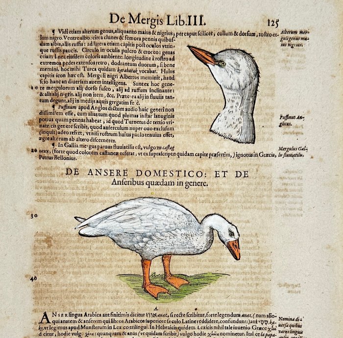 Conrad Gessner - Hand-coloured Woodcut - "Historia animalium" - The Goose - Anser - 1617