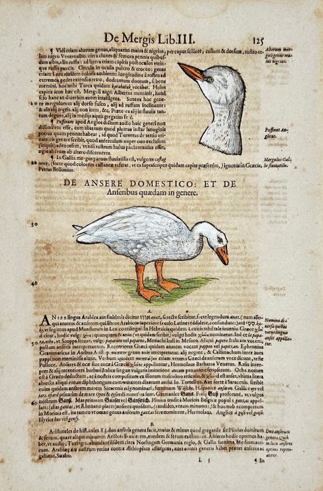 Conrad Gessner - Hand-coloured Woodcut - "Historia animalium" - The Goose - Anser - 1617