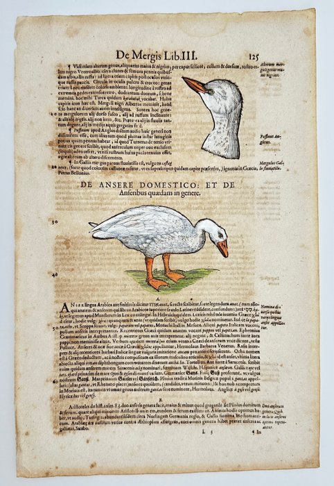 Conrad Gessner - Hand-coloured Woodcut - "Historia animalium" - The Goose - Anser - 1617