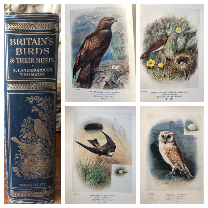 A. Landsborough Thomson / George Rankin - Britain's Birds and Their Nests - 1910