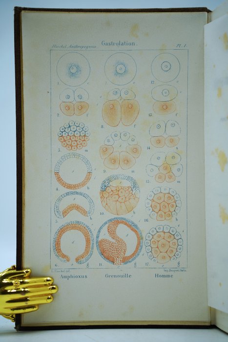 Ernest Haeckel / Le Dr. Letourneau - Anthropogénie ou histoire de l'évolution humaine - 1877