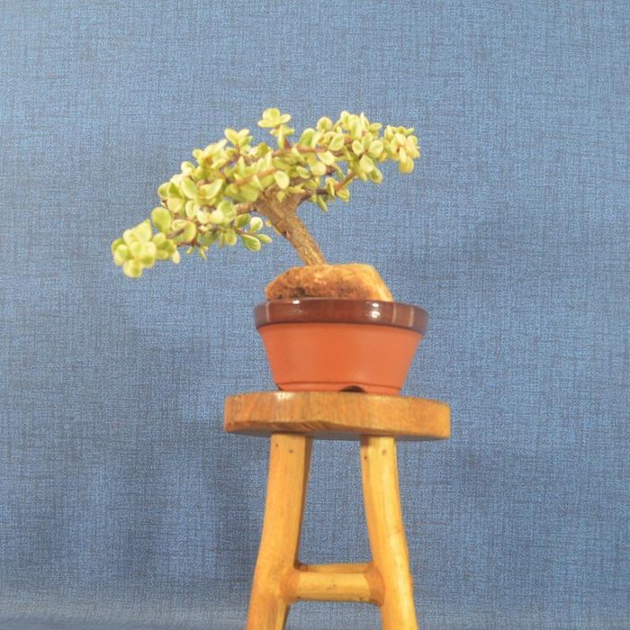 Jade bonsai (Crassula/Portulacaria) - Højde (Træ): 13 cm - Dybde (Træ): 23 cm - Spanien