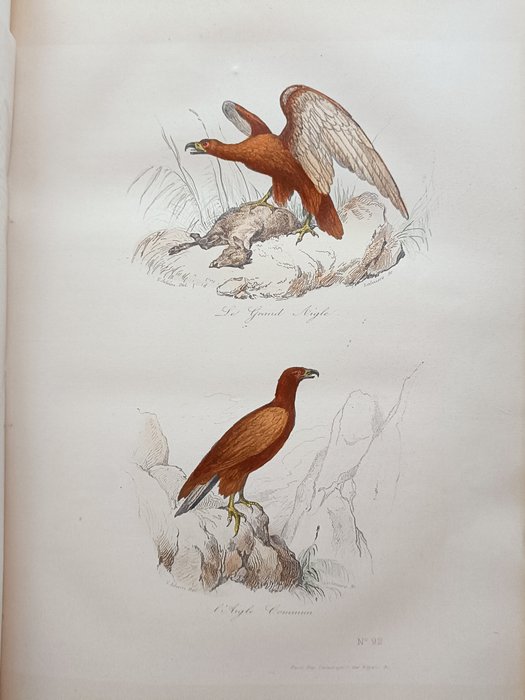 Buffon - Œuvres complètes de Buffon, Les Oiseaux - 1850